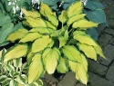 Hosta 'Lady Guineverre' (GK)