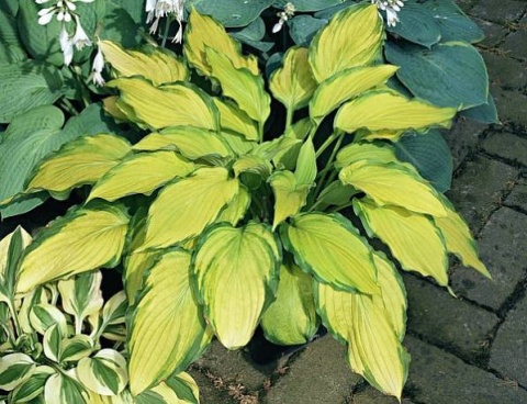 Hosta 'Lady Guineverre' (GK)