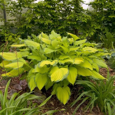 Hosta 'Lady Guineverre' (GK)