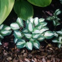 Hosta 'Pandora Box' (W)