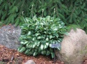 Hosta 'Pandora Box' (W)