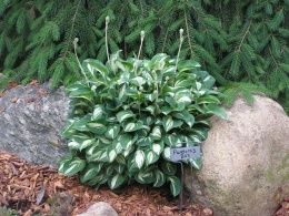 Hosta 'Pandora Box' (L)