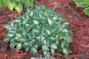 Hosta 'Pandora Box' (L)