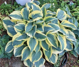 Hosta 'Permafrost' (W)