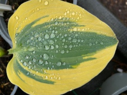 Hosta 'Permafrost' (L)