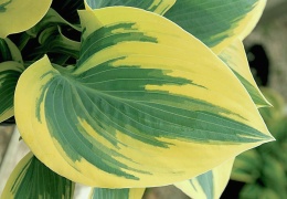 Hosta 'Permafrost' (L)