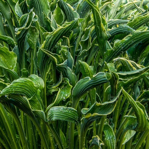 Hosta 'Praying Hands' (GK)