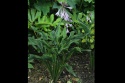 Hosta 'Praying Hands' (GK)