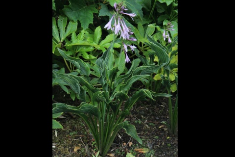Hosta 'Praying Hands' (GK)