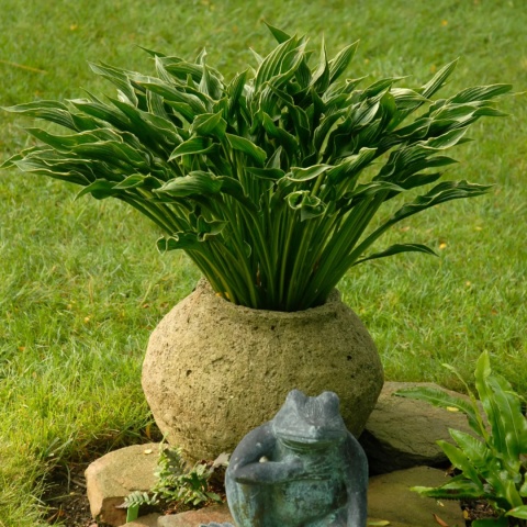Hosta 'Praying Hands' (GK)