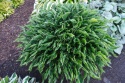 Hosta 'Praying Hands' (GK)