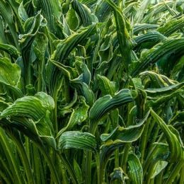 Hosta 'Praying Hands' (W)