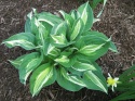 Hosta 'Snake Eyes' (GK)