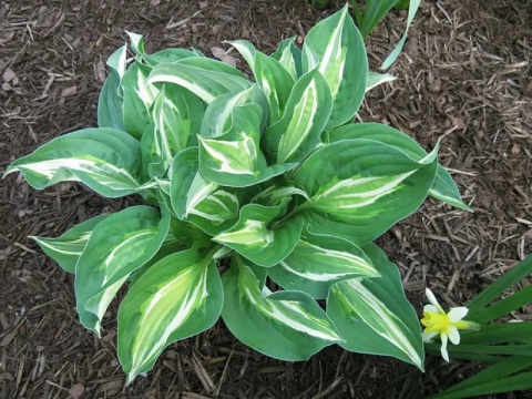 Hosta 'Snake Eyes' (GK)