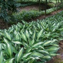 Hosta 'Snake Eyes' (GK)