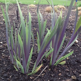 Irys 'Gerarld Darby'- Iris versicolor (L)