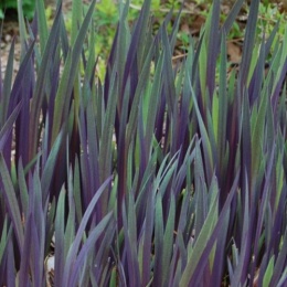 Irys 'Gerarld Darby'- Iris versicolor (L)