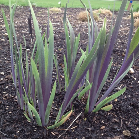Irys 'Gerarld Darby'- Iris versicolor (W)