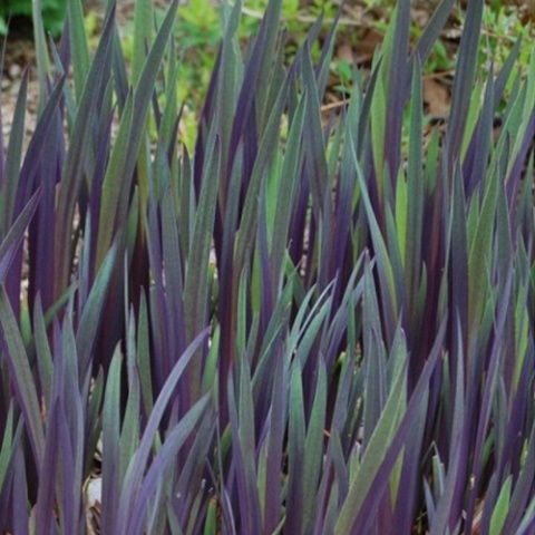 Irys 'Gerarld Darby'- Iris versicolor (W)