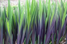 Irys 'Gerarld Darby'- Iris versicolor (W)