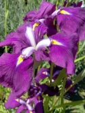 Irys- Iris ensata 'Royal Banner' (W)