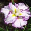 Irys- Iris ensata 'Stippled Ripples' (GK)