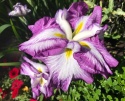 Irys- Iris ensata 'Stippled Ripples' (L)