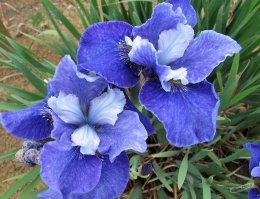 Irys- Iris sibirica 'Regency Belle' (W)