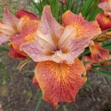 Irys 'Paprikash' (GK)