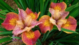 Irys 'Paprikash' (GK)