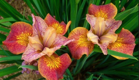 Irys 'Paprikash' (GK)