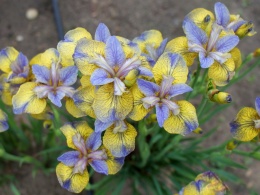 Irys 'Tipped in Blue' (L)