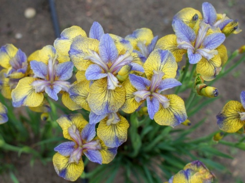 Irys 'Tipped in Blue' (L)