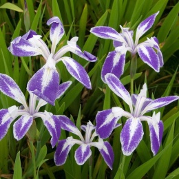 Irys gładki- Iris laevigata 'Mottled Beauty' (L)