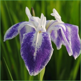 Irys gładki- Iris laevigata 'Mottled Beauty' (L)