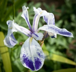 Irys gładki- Iris laevigata 'Mottled Beauty' (W)