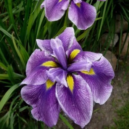 Irys mieczolistny- Iris ensata 'Chrystal Halo' (GK)