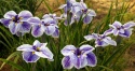 Irys mieczolistny- Iris ensata 'Chrystal Halo' (GK)