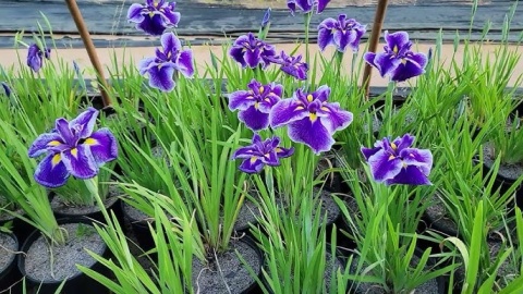 Irys mieczolistny- Iris ensata 'Chrystal Halo' (GK)