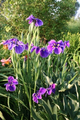 Irys mieczolistny- Iris ensata 'Katy Mendez' (GK)