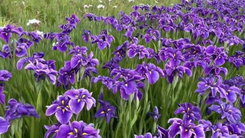 Irys mieczolistny- Iris ensata 'Katy Mendez' (GK)