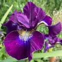 Irys syberyjski 'Berlin Purple Wine' (W)
