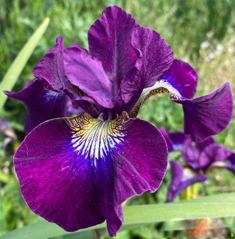 Irys syberyjski 'Berlin Purple Wine' (W)