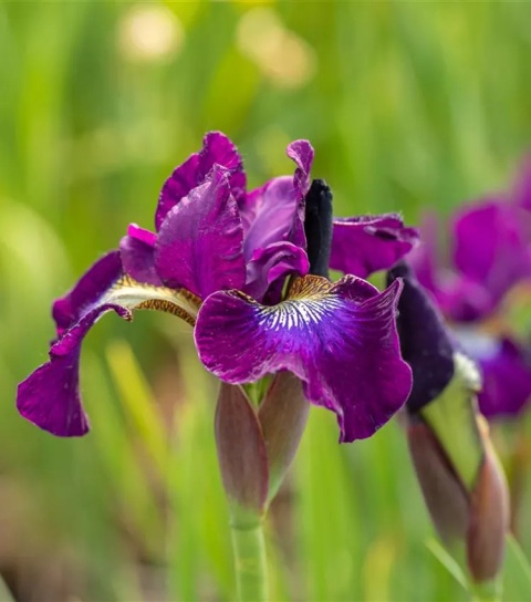 Irys syberyjski 'Berlin Purple Wine' (W)