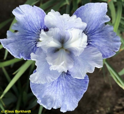 Irys syberyjski 'Blaue Milchstrasse' (W)