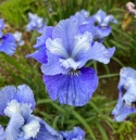 Irys syberyjski 'Blaue Milchstrasse' (GK)
