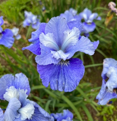 Irys syberyjski 'Blaue Milchstrasse' (GK)