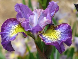 Irys syberyjski 'How Audacious' (GK)