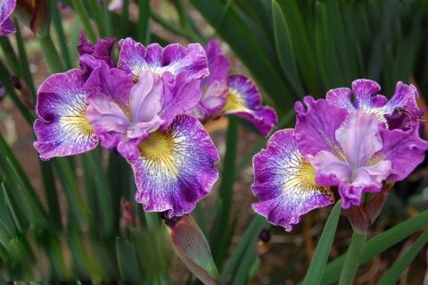 Irys syberyjski 'How Audacious' (GK)