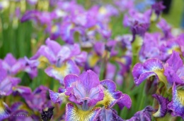 Irys syberyjski 'How Audacious' (L)